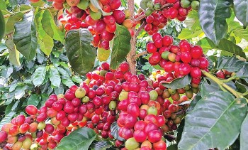 Giá cà phê vẫn chưa trở lại mốc 130.000 đồng/kg