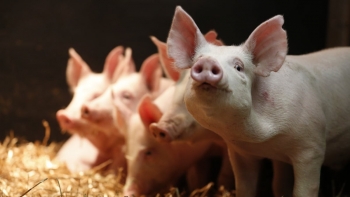 Thị trường heo hơi ổn định, miền Nam neo cao 74.000 đồng/kg