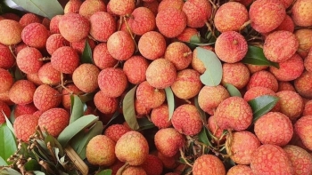 Vải u hồng chín sớm, giá 200.000 đồng/kg vẫn hút khách