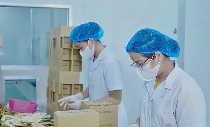 Lạng Sơn: Đa dạng hóa sản phẩm từ cây dược liệu làm trọng điểm phát triển kinh tế địa phương Lạng Sơn: Đa dạng hóa sản phẩm từ cây dược liệu làm trọng điểm phát triển kinh tế địa phương