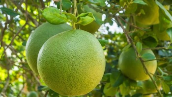 Bưởi Việt Nam rộng cửa xuất khẩu: Cơ hội vàng từ Australia và Hàn Quốc