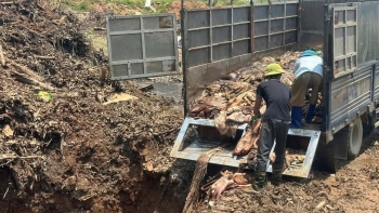 Tiêu hủy gần 5 tấn da trâu, da bò không rõ nguồn gốc tại Thanh Hóa