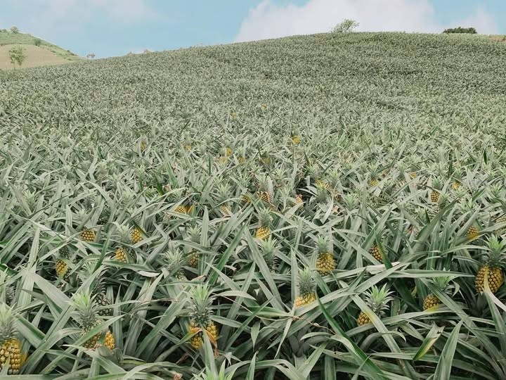 Dứa Bắc Giang vào mùa nông dân phấn khởi vì được mùa, được giá