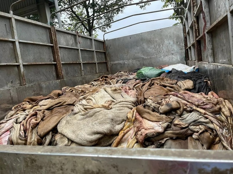 Số thực phẩm bẩn bị phát hiện là da trâu, da bò chưa qua sơ chế. Ảnh: Quốc Huy
