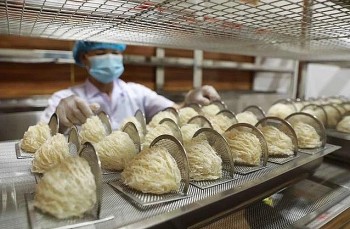 Ngành yến Việt Nam: Cơ hội và thách thức từ thị trường Trung Quốc