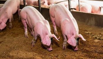 Giá heo hơi tăng giá trở lại, tín hiệu tích cực từ cả ba miền