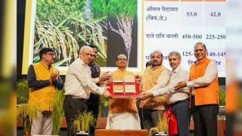 Công bố hai giống lúa chỉnh sửa gen đầu tiên trên thế giới