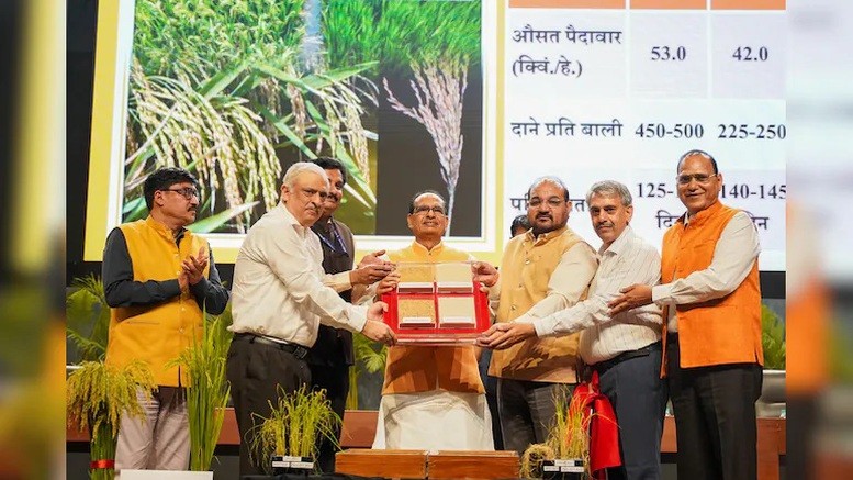 Công bố hai giống lúa chỉnh sửa gen đầu tiên bằng công nghệ CRISPR-Cas