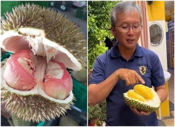 Tupai King - “Vua mới” của làng sầu riêng, giá gần 800.000 đồng/kg