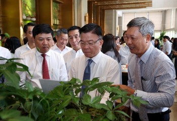 Sâm Ngọc Linh – Mũi nhọn chiến lược đưa Quảng Nam thành trung tâm dược liệu quốc gia