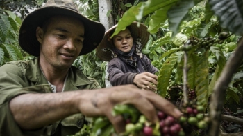 Giá cà phê trong nước giảm mạnh theo đà thế giới, arabica tăng nhẹ