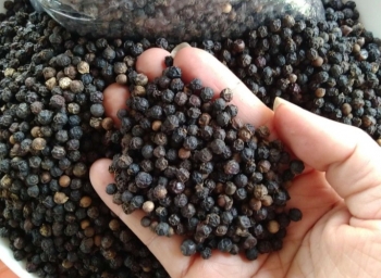 Giá hồ tiêu trong nước giảm tới 4.000 đồng/kg
