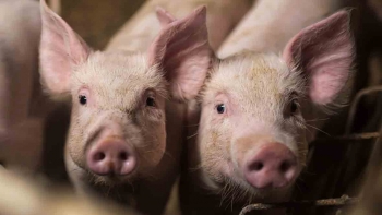 Thị trường heo hơi diễn biến phức tạp, giá cao nhất 75.000 đồng/kg