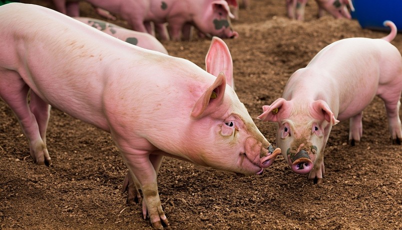 Thị trường heo hơi diễn biến phức tạp, giá cao nhất 75.000 đồng/kg