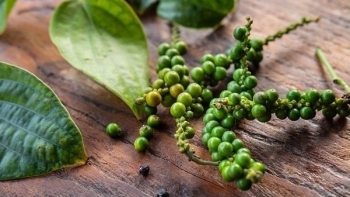 Giá hồ tiêu sẽ thủng mốc 150.000 đồng/kg?