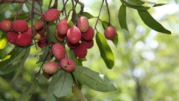 Trái trường Bảy Núi – Viên ngọc đỏ giữa đại ngàn Tây Nam Bộ