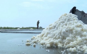 Muối Thụy Hải – Từ nghề truyền thống trở thành di sản văn hóa quốc gia