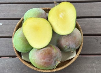 Xoài Úc – loại quả bị quay lưng dù mang đến nhiều lợi ích cho sức khỏe