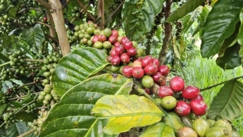 Giá cà phê lao dốc: Arabica thấp nhất trong 2,5 tuần, Robusta chạm đáy 1 tháng