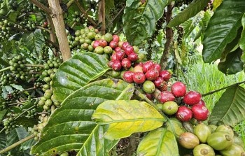 Giá cà phê lao dốc: Arabica thấp nhất trong 2,5 tuần, Robusta chạm đáy 1 tháng