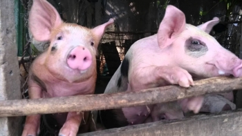 Giá heo hơi tăng nhẹ, nông dân vẫn dè chừng trước rủi ro
