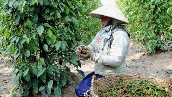 Giá tiêu trong nước đi ngang, giao dịch thận trọng