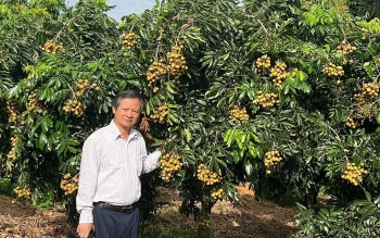 Sơn La: Nhãn chín sớm bội thu, nông dân lãi lớn