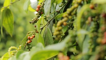 Xuất khẩu chiếm 50% toàn cầu, vì sao Việt Nam vẫn nhập hồ tiêu?