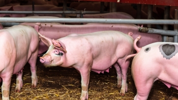 Giá heo hơi đồng loạt tăng, miền Nam dẫn đầu xu hướng