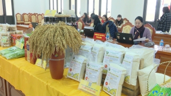 Gạo nếp cái hoa vàng Thụy Lâm - Từ ruộng đồng đến bàn tiệc khách sạn