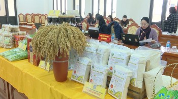 Gạo nếp cái hoa vàng Thụy Lâm - Từ ruộng đồng đến bàn tiệc khách sạn