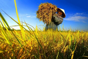 Việt Nam sẽ trở thành nhà nhập khẩu và xuất khẩu gạo lớn thứ hai thế giới