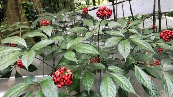 Tri thức dân gian về sâm Ngọc Linh được công nhận di sản văn hóa phi vật thể quốc gia