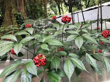 Tri thức dân gian về sâm Ngọc Linh được công nhận di sản văn hóa phi vật thể quốc gia