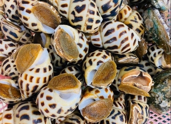 Trung Quốc dẫn đầu nhập khẩu nhuyễn thể có vỏ của Việt Nam