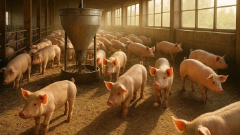 Giá heo hơi chững lại, miền Nam vẫn dẫn đầu