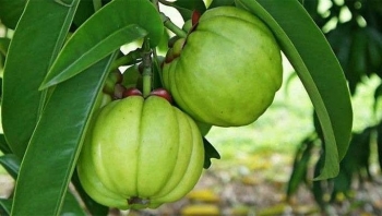 Quả tai chua – Đặc sản rừng sâu “gây thương nhớ” giữa phố thị