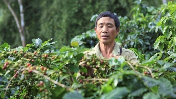 Thị trường cà phê nội địa và thế giới đồng loạt giảm mạnh