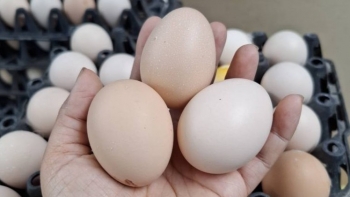Trứng gà giả chỉ là tin đồn: Cảnh báo thiệt hại từ thông tin sai lệch