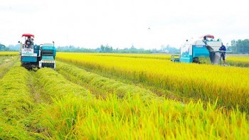 Gạo “low carbon” Việt Nam lần đầu xuất ngoại, chinh phục thị trường Nhật Bản