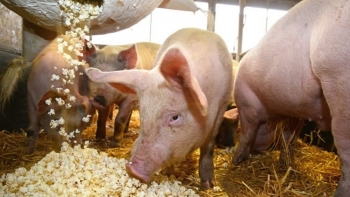 Giá heo hơi giảm nhẹ tại một số tỉnh miền Trung
