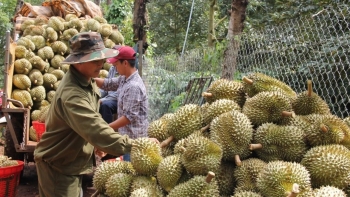 Gỡ nút thắt cho sầu riêng Việt: Kiểm soát từ gốc, mở lối xuất khẩu sang Trung Quốc