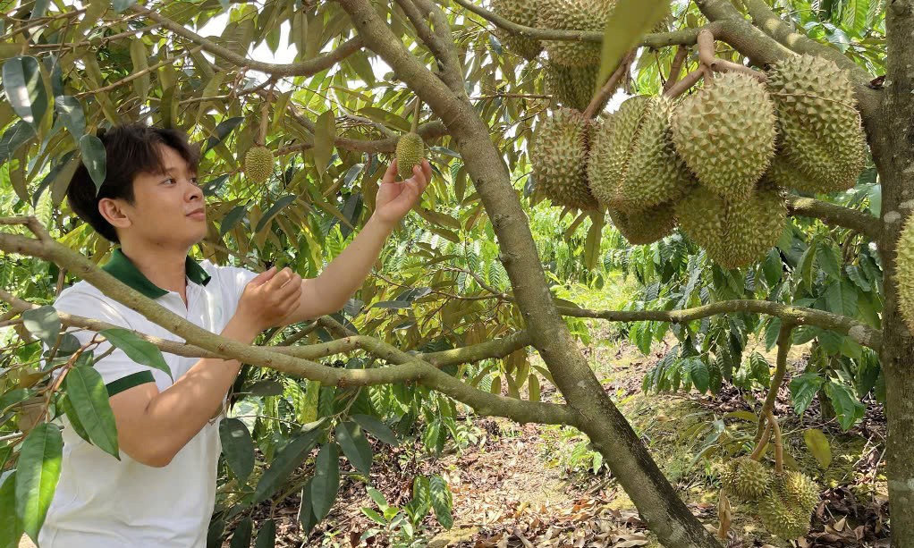 Nông dân 9x ở Đắk Nông trồng sầu riêng hữu cơ cho quả quanh năm, luôn “cháy hàng”
