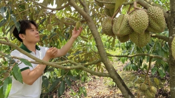 Nông dân 9x ở Đắk Nông trồng sầu riêng hữu cơ cho quả quanh năm, luôn "cháy hàng"