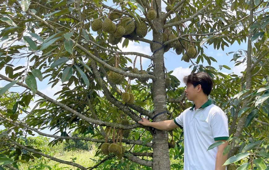 Nông dân 9x ở Đắk Nông trồng sầu riêng hữu cơ cho quả quanh năm, luôn “cháy hàng”