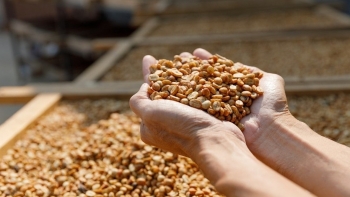 Giá cà phê thế giới giằng co, trong nước quay đầu giảm mạnh