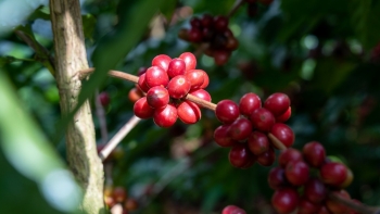 Nguồn cung tăng mạnh, giá cà phê thế giới đồng loạt lao dốc