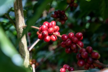 Nguồn cung tăng mạnh, giá cà phê thế giới đồng loạt lao dốc