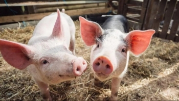 Giá heo hơi duy trì ổn định, miền Nam tiếp tục dẫn đầu lợi nhuận