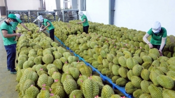Nông sản Việt nỗ lực thích ứng trong “cuộc chơi” thị trường khắt khe